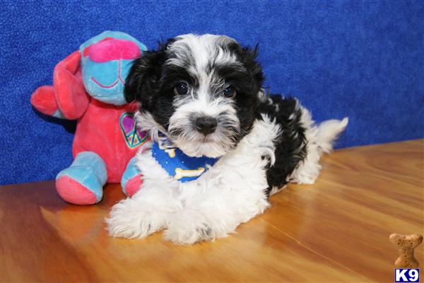 Havanese Puppy For Sale ADORABLE MALE HAVANESE PUPPY 12 Years Old   Leroy FHLUG Havanese A2012228202453 